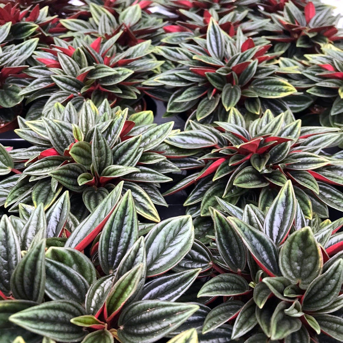 Buy Peperomia rotundifolia (Trailing Jade) online UK