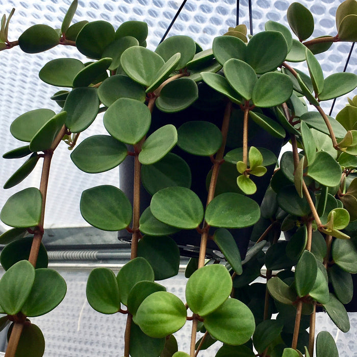 Buy Peperomia rotundifolia (Trailing Jade) online UK