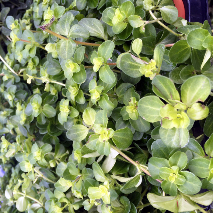 Buy Peperomia rotundifolia (Trailing Jade) online UK
