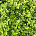 Buy Peperomia rotundifolia (Trailing Jade) online UK
