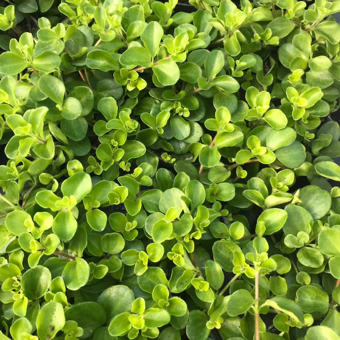 Buy Peperomia rotundifolia (Trailing Jade) online UK