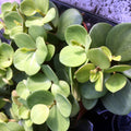 Buy Peperomia tetraphylla (Acorn Peperomia) online UK