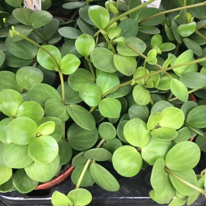 Buy Peperomia tetraphylla (Acorn Peperomia) online UK