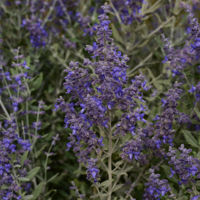Buy Perovskia atriplicifolia 'Blue Steel' online UK