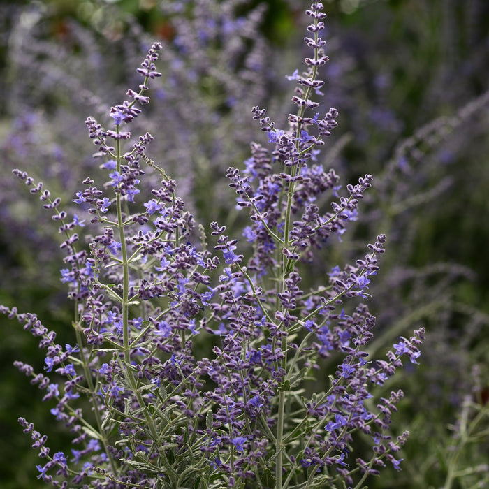 Buy Perovskia atriplicifolia 'Blue Steel' online UK