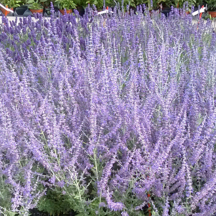 Buy Perovskia atriplicifolia 'Blue Steel' online UK