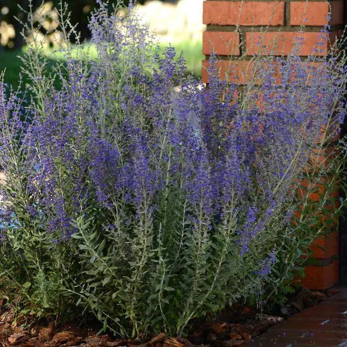 Buy Perovskia atriplicifolia 'Blue Steel' online UK