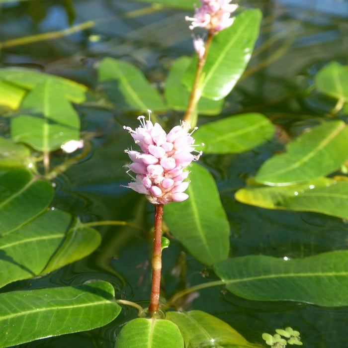 Buy Persicaria amphibia (Amphibious Bistort) online UK