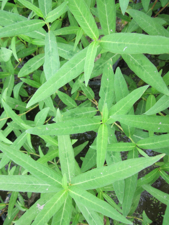 Buy Persicaria amphibia (Amphibious Bistort) online UK