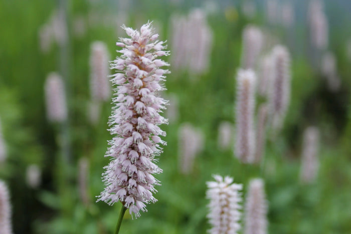 Buy Persicaria amphibia (Amphibious Bistort) online UK