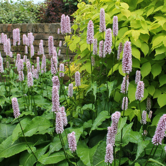Buy Persicaria bistorta (Adderwort) online UK