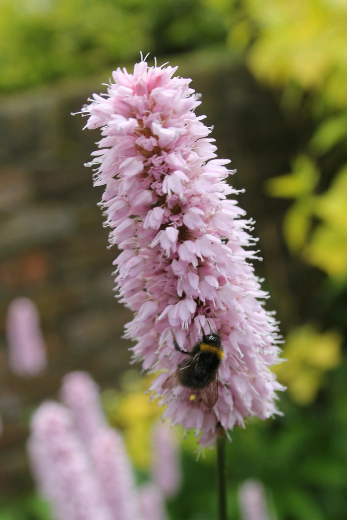 Buy Persicaria bistorta (Adderwort) online UK