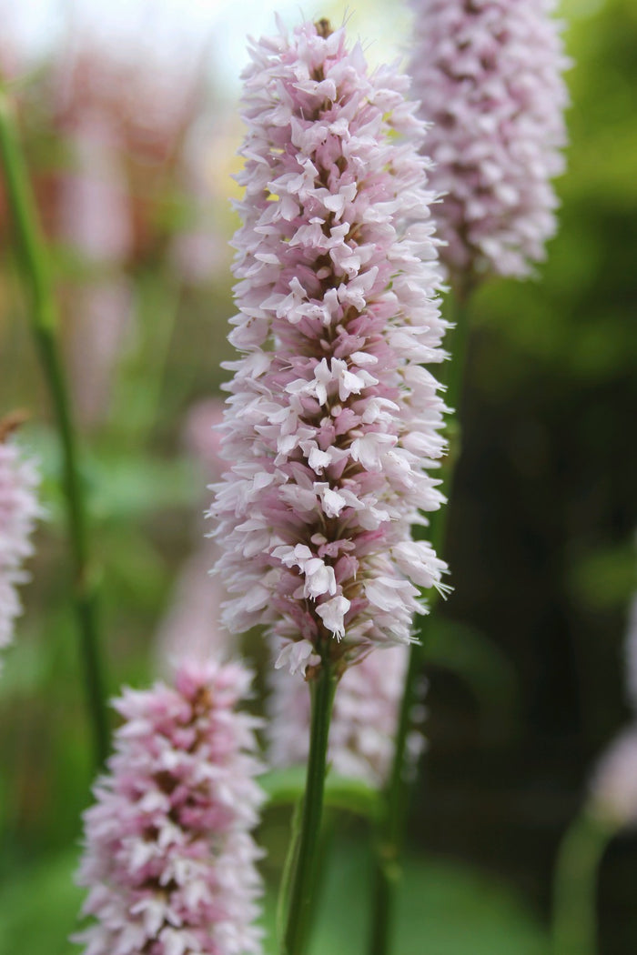 Buy Persicaria bistorta (Adderwort) online UK
