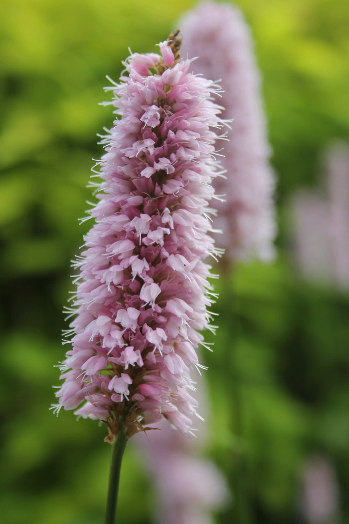Buy Persicaria bistorta (Adderwort) online UK