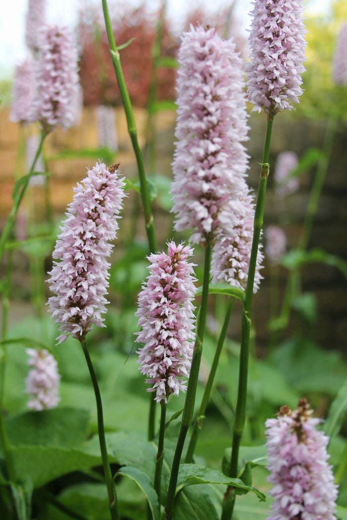 Buy Persicaria bistorta (Adderwort) online UK