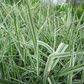 Buy Phalaris arundinacea var. picta (Gardeners Garters) online UK