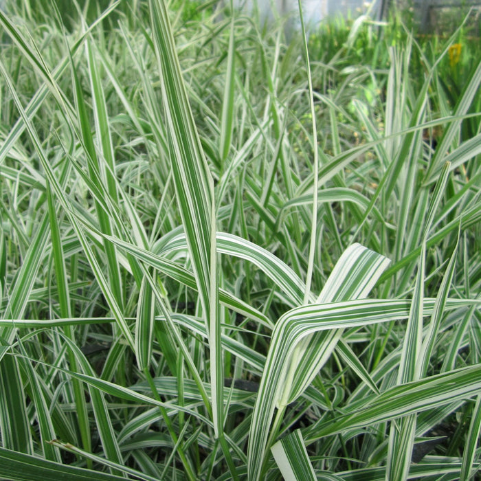 Buy Phalaris arundinacea var. picta (Gardeners Garters) online UK