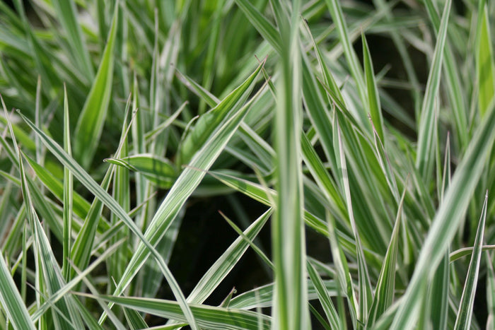 Buy Phalaris arundinacea var. picta (Gardeners Garters) online UK