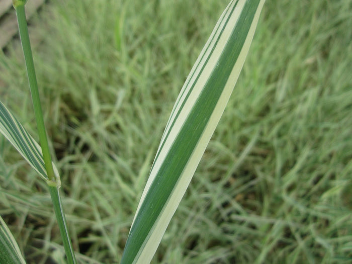 Buy Phalaris arundinacea var. picta (Gardeners Garters) online UK