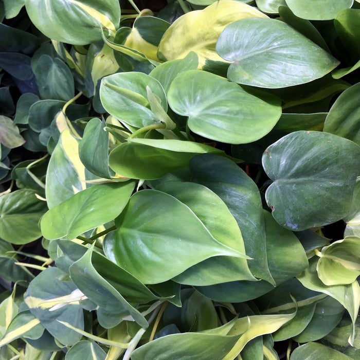 Buy Philodendron hederaceum (Heartleaf Plant) online UK