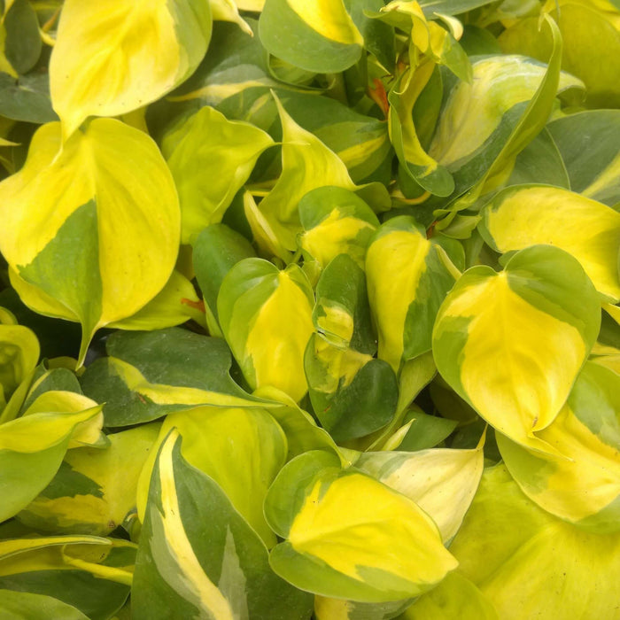 Buy Philodendron hederaceum (Heartleaf Plant) online UK