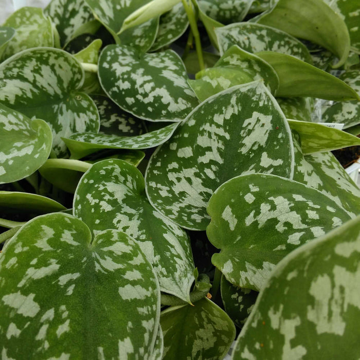 Buy Philodendron hederaceum (Heartleaf Plant) online UK