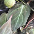 Buy Philodendron hederaceum 'Micans' online UK