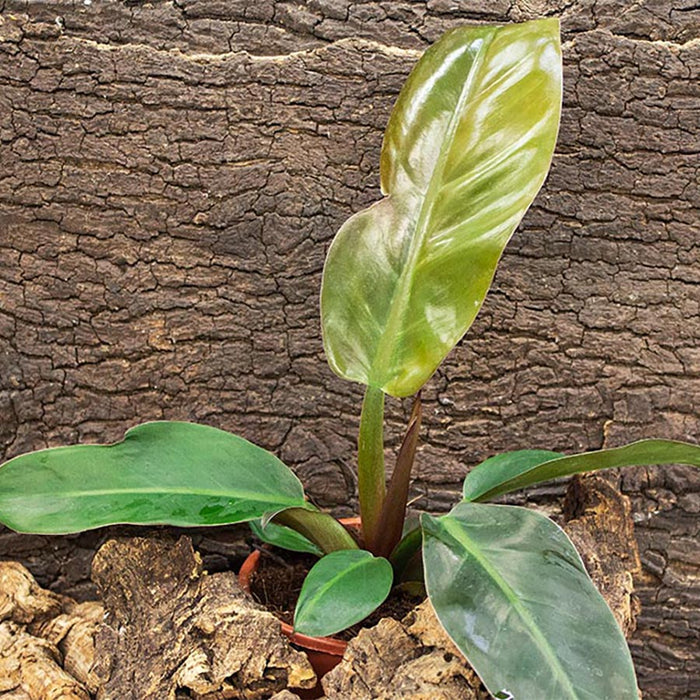 Buy Philodendron sp. - Red online UK