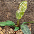 Buy Philodendron sp. - Red online UK