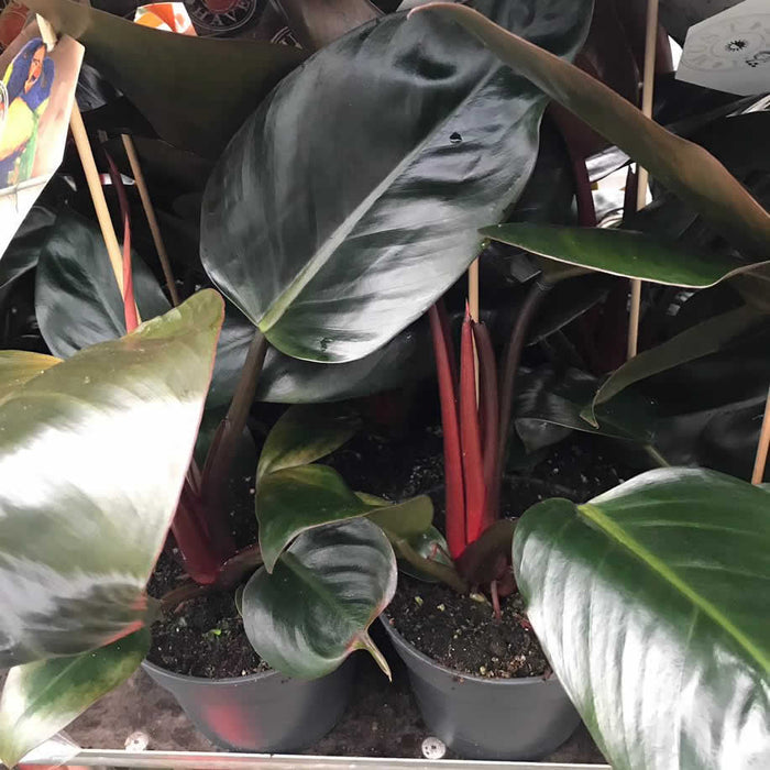 Buy Philodendron sp. - Red online UK