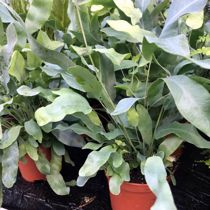 Buy Phlebodium aureum (Blue Star Fern) online UK