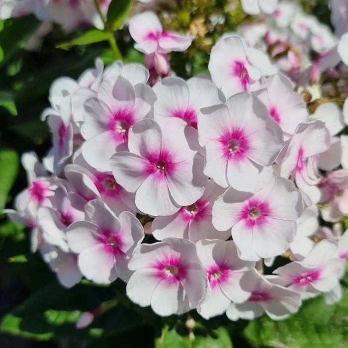 Buy Phlox paniculata 'Bullseye' (Bambini Series) online UK