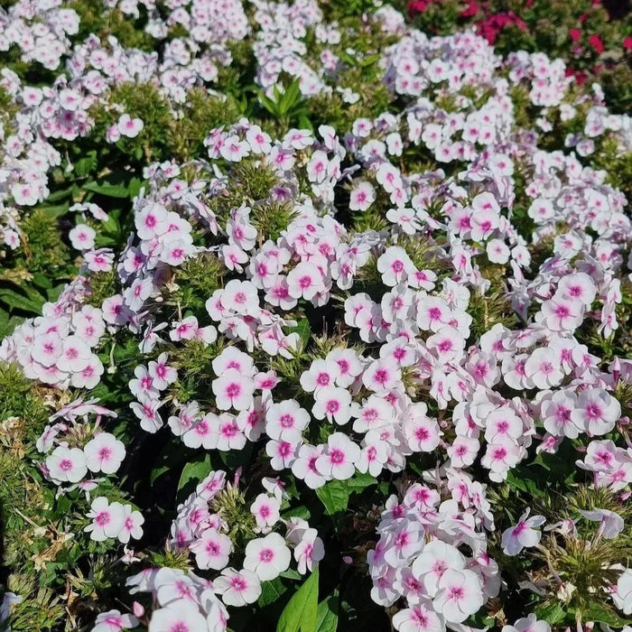 Buy Phlox paniculata 'Bullseye' (Bambini Series) online UK