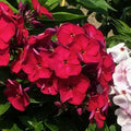 Buy Phlox paniculata 'Cherry Crush' (Bambini Series) online UK