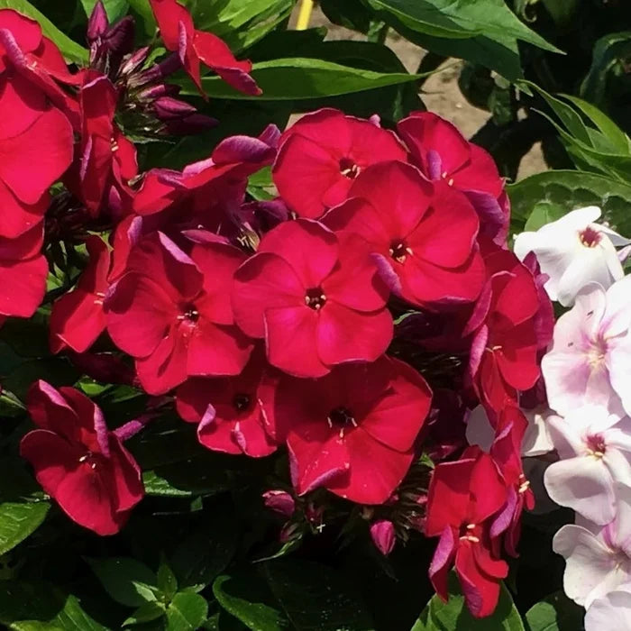 Buy Phlox paniculata 'Cherry Crush' (Bambini Series) online UK