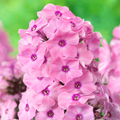 Buy Phlox paniculata 'Dream Orange Rose' (Sweet Summer Series) online UK