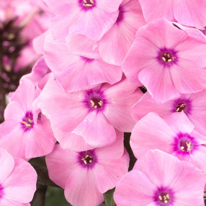 Buy Phlox paniculata 'Dream Orange Rose' (Sweet Summer Series) online UK