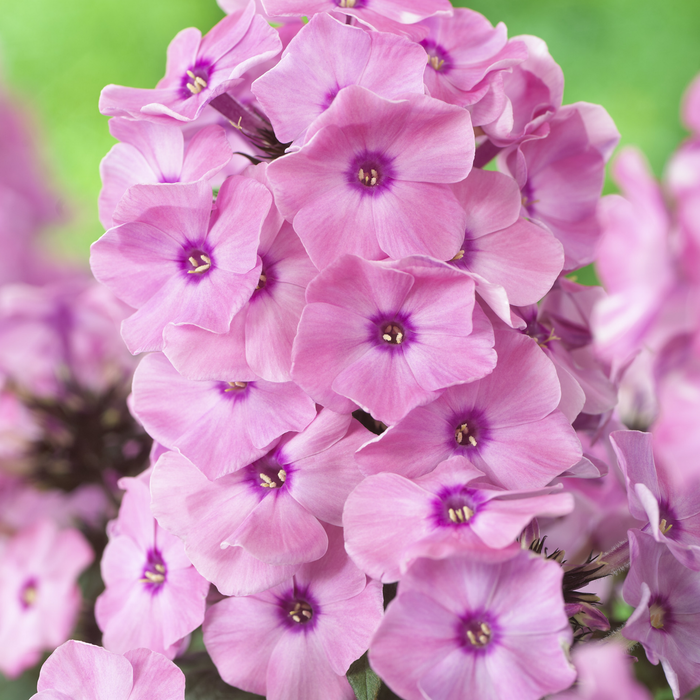 Buy Phlox paniculata 'Dream Orange Rose' (Sweet Summer Series) online UK