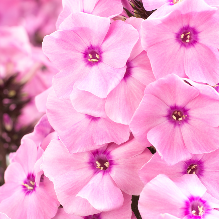Buy Phlox paniculata 'Dream Orange Rose' (Sweet Summer Series) online UK
