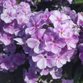 Buy Phlox paniculata 'Lucky Lilac' (Bambini Series) online UK