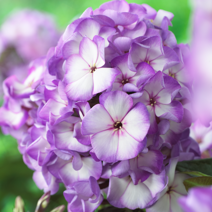 Buy Phlox paniculata 'Purple Bicolour' (Sweet Summer Series) online UK