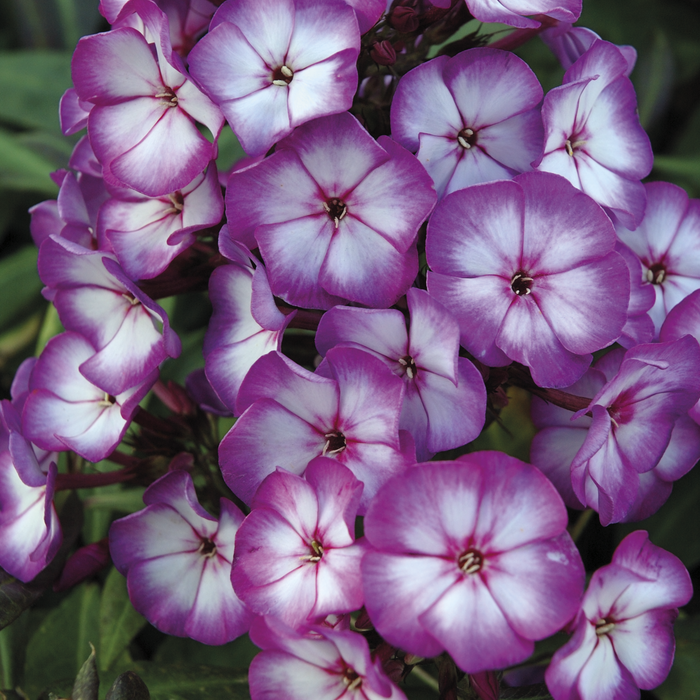 Buy Phlox paniculata 'Purple Bicolour' (Sweet Summer Series) online UK