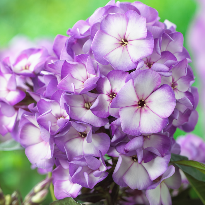 Buy Phlox paniculata 'Purple Bicolour' (Sweet Summer Series) online UK