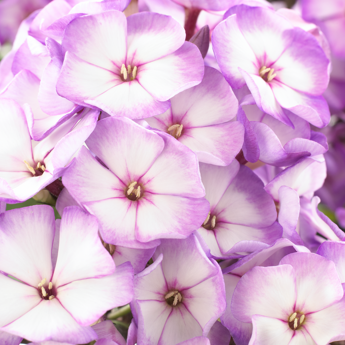Buy Phlox paniculata 'Purple Bicolour' (Sweet Summer Series) online UK