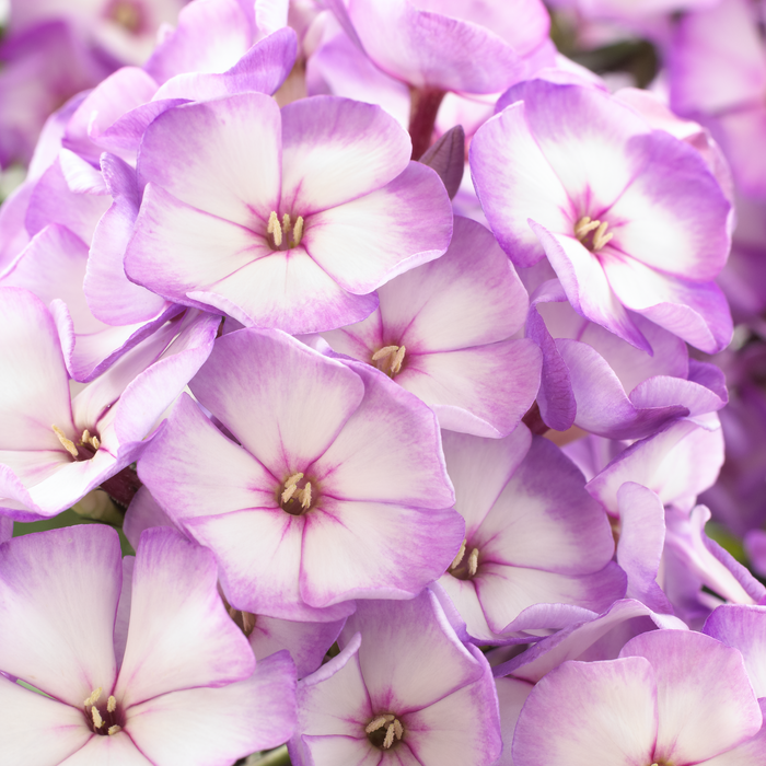 Buy Phlox paniculata 'Purple Bicolour' (Sweet Summer Series) online UK