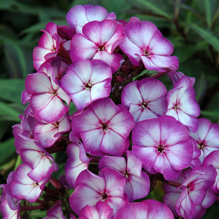 Buy Phlox paniculata 'Purple Bicolour' (Sweet Summer Series) online UK