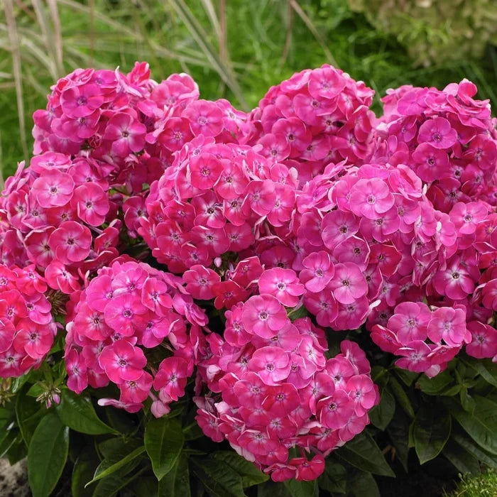 Buy Phlox paniculata 'Sweet Tart' (Bambini Series) online UK