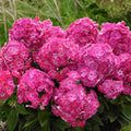 Buy Phlox paniculata 'Sweet Tart' (Bambini Series) online UK