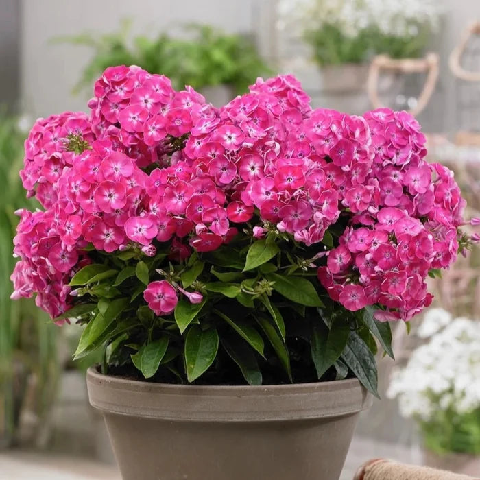 Buy Phlox paniculata 'Sweet Tart' (Bambini Series) online UK