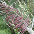 Buy Phragmites australis (Norfolk Reed) online UK